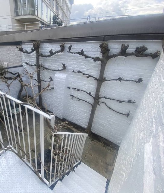 Painted white garden walls, railings and metal staircase