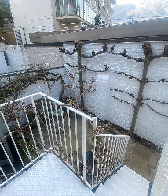 refurbished garden wall