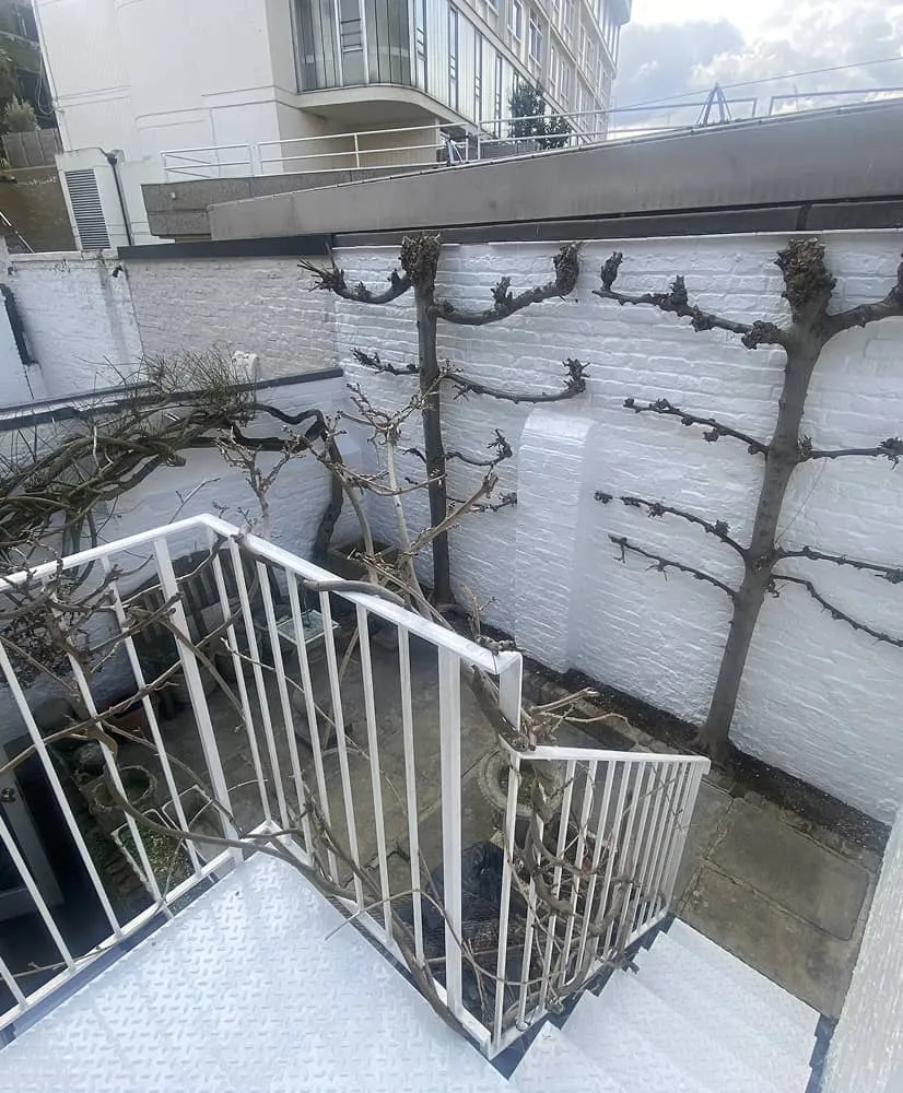 Garden wall after repainting