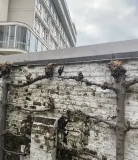 Old garden wall with staining and worn paint before decorating